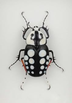 a black and white bug with spots on it's body, sitting in front of a white background