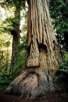 a large tree in the middle of a forest