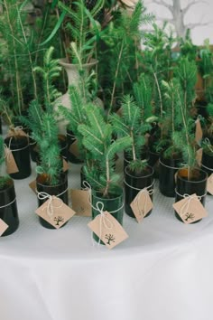 there are many small trees in pots on the table with tags attached to them and tied together