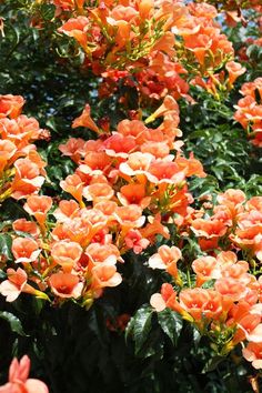 orange flowers are blooming in the garden