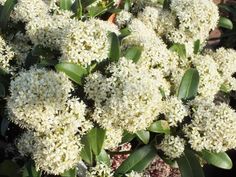 white flowers are blooming in the garden