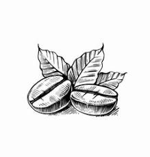 coffee beans with leaves drawn in black and white on a white background, hand drawn illustration