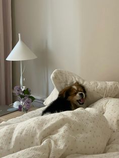 a dog laying on top of a bed under a white comforter next to a lamp