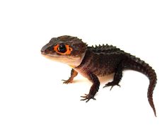 a close up of a small lizard on a white background with an orange spot in the eye