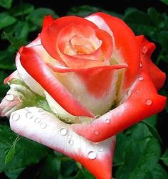 a red and white rose with water droplets on it