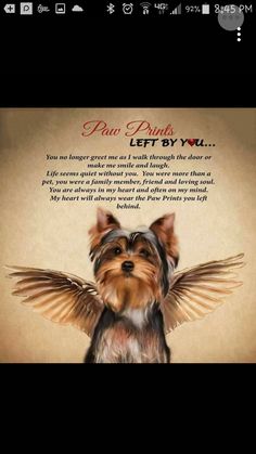 a small dog with wings on it's back and the words pet birds left by you