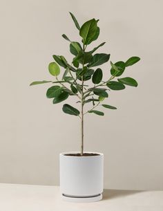 a potted plant with green leaves in it