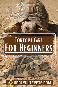 tortoise care for beginners with text overlay that reads, tortoise care for beginners