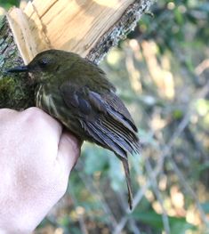 a small bird sitting on top of a tree branch next to a person's hand