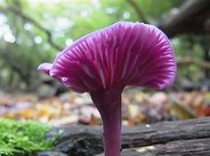 a purple flower sitting on top of a forest floor