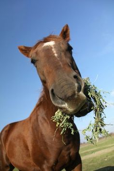 a brown horse standing on top of a lush green field