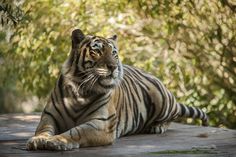 a large tiger laying on top of a wooden platform next to some bushes and trees