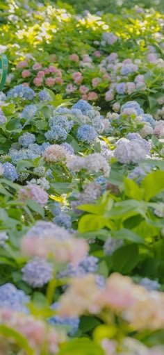 a field full of blue and pink flowers next to green leaves with a sign in the middle