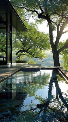 a tree is reflected in the water next to a swimming pool that's surrounded by trees