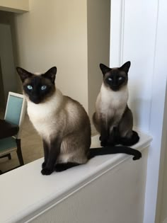 two siamese cats sitting on top of a window sill looking at the camera