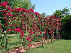 red roses growing on the side of a fence in a park area with green grass and trees