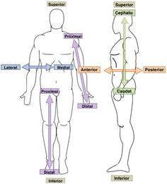 the body with different parts labeled in each section, including the upper half and lower half