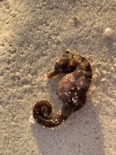 a sea horse is laying in the sand