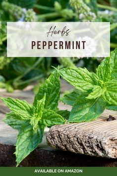 fresh peppermin leaves with the words herb peppermint on it in front of a garden background