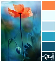 an orange flower is in the middle of a blue and green color scheme with text overlay