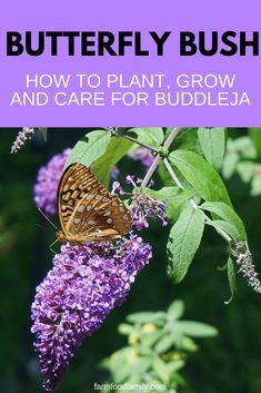 butterfly bush with text overlay how to plant, grow and care for buddlea