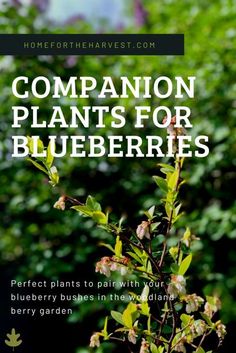 the words companion plants for blueberries in front of trees