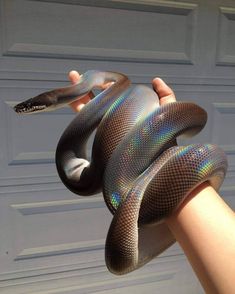 a hand holding a snake in front of a garage door with it's tongue out