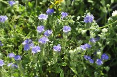 Desert Bloom Series - Blue Fiesta Flower - Pholistoma Auritum stock photos Desert Bloom, Wild Flowers, Vector Free, Blossom, Stock Images, Stock Photos, Plants, Flowers, Blue