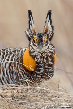 an orange and black bird with feathers on it's head sitting in some dry grass