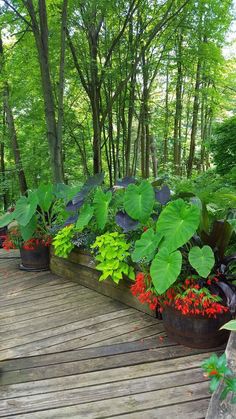 a wooden deck with lots of plants growing in it