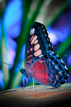 a colorful butterfly sitting on top of a wooden table