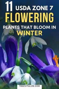 purple flowers with text that reads, 11 usa zone 7 flowering plants that bloom in winter