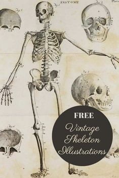 free Tattoo Font Cute Halloween Tattoos, Handwriting Logo, Skeleton Drawings, Skeleton Illustration, Free Handwriting, Amazing Crafts, Vintage Skeleton, Skulls Drawing, Human Skeleton