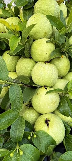 a bunch of green fruit hanging from a tree