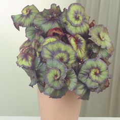 a vase filled with green and purple flowers