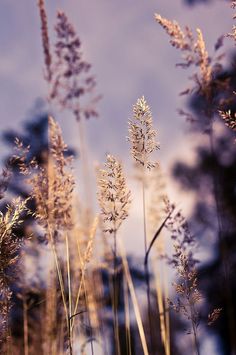 some very pretty flowers in the grass with blue sky behind them and clouds above it