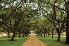 a dirt path in the middle of trees lined with grass and benches on either side