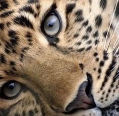 a close up of a leopard's face with blue eyes