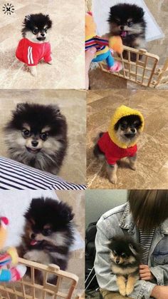 four different pictures of small dogs wearing sweaters