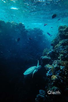 a turtle swims through the water near some coral reefs and other marine life in the ocean