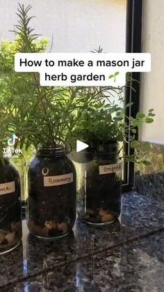 three jars filled with plants sitting on top of a counter