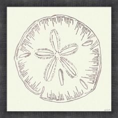 a drawing of a sand dollar on a white background