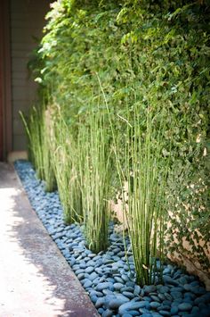 some very pretty plants by the side of a building with rocks and stones on it