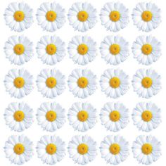 white and yellow daisies arranged in rows