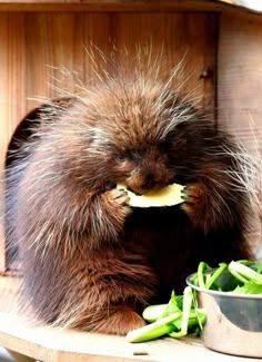 a porcupine sitting on top of a wooden shelf next to some green beans