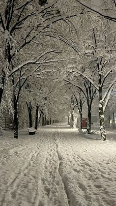 snow covered trees and benches along a snowy path in the park at night with no one on it