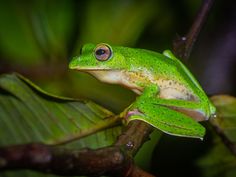 a green frog sitting on top of a tree branch