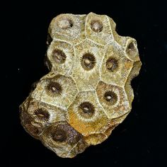 a close up of a rock with many small flowers on it's surface and black background