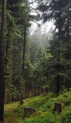 a forest filled with lots of tall trees and green grass on the side of it