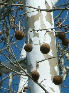 the fruit is growing on the tree outside